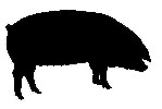 mini_221-cochon-femelle-truie